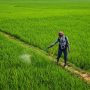 pexels-photo-20841296-20841296 A farmer sprays pesticide in lush green paddy fields under the summer sun, Bolpur, India.
